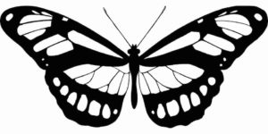 Schmetterling Vorlage 6